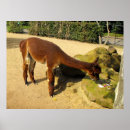 Suche nach alpaca poster Bauernhof