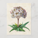 Suche nach frangipani postkarten Natur