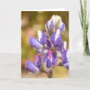 Suche nach lupine karten Jede person