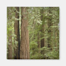 Suche nach sequoia magnete California