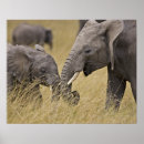 Suche nach afrikanische tiere poster Africa