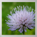 Suche nach stachelig poster Blume