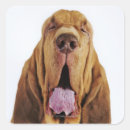 Suche nach nicht reinrassig aufkleber Studioaufnahme