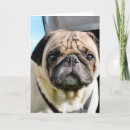 Suche nach kitz karten Hund