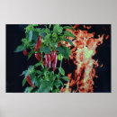 Suche nach chili poster Pflanze