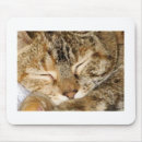 Suche nach schlafenmiezekatze Für alle