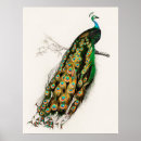 Suche nach vintager pfau poster Vögel