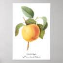 Suche nach antike botanische illustration poster Natur