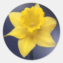 Suche nach narzissen aufkleber Jede person