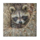 Suche nach waschbär fliesen Wildtiere