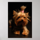 Suche nach yorkshire terrier kunst Haustiere