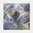 Suche nach distel magnete Fotografie