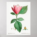Suche nach vintage magnolie poster Botanisch