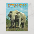 Suche nach etosha Elefant