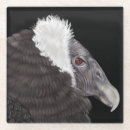 Suche nach geier untersetzer Vogelvogel