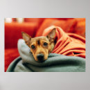 Suche nach pinscher poster Welpe