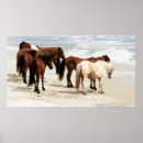 Suche nach wilde pony poster Pferd