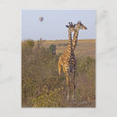 Suche nach camelopardalis postkarten Im freien