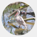 Suche nach pelikan aufkleber Vögel