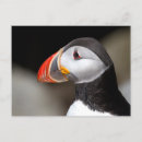 Suche nach puffin Foto