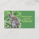 Suche nach wildes kaninchen visitenkarten Wild lebende tiere