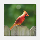 Suche nach zäune magnete Vogelvogel