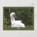 Suche nach ibises postkarten Vögel