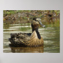 Suche nach quaker poster Vogel