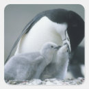 Suche nach kevin aufkleber Vogel