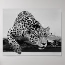 Suche nach schwarzer leopard poster Leoparden