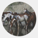 Suche nach paint horse aufkleber Bob langrish