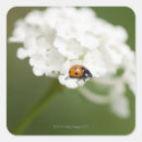 Suche nach ladybird aufkleber Natur