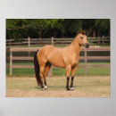Suche nach quarter horse poster Stehend