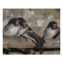 Suche nach schwalben poster Vogel