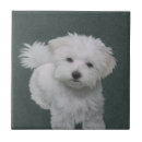 Suche nach kleiner hund fliesen Für alle