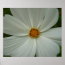 Suche nach cosmos poster Blume