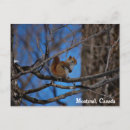 Suche nach niedlich tier fotos postkarten Eichhörnchen