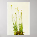 Suche nach gelbe augen poster Botanisch