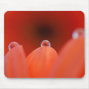 Suche nach orange gerbera mousepads Blume
