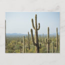 Suche nach cactus postkarten North america