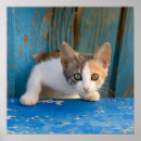 Suche nach kätzchen katze poster Für sie