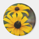 Suche nach gelbe augen magnete Rudbeckia