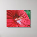 Suche nach hybrider kunst Hibiskus