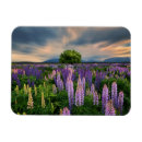 Suche nach lupine magnete Landschaft