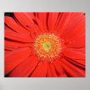 Suche nach gerbera kunst Daisy