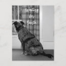 Suche nach australische hunde postkarten Welpe