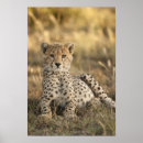 Suche nach gepard poster Wildkatze