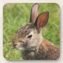 Suche nach bunny untersetzer Baby
