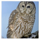 Suche nach raubvogel fliesen Tier