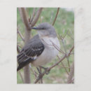 Suche nach spottdrossel postkarten Natur